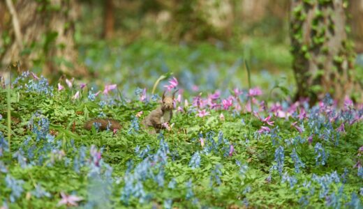 春限定！エゾリスとカタクリの花が競演する浦臼神社で夢見るような写真を撮る！